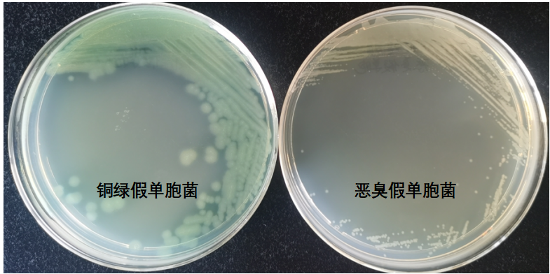天然礦泉水檢測(cè)中的新角色--惡臭假單胞菌 天然礦泉水檢測(cè)中的新角色--惡臭假單胞菌
