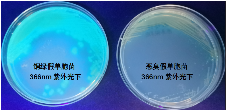 天然礦泉水檢測(cè)中的新角色--惡臭假單胞菌 天然礦泉水檢測(cè)中的新角色--惡臭假單胞菌