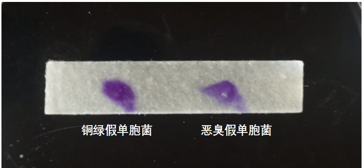 天然礦泉水檢測(cè)中的新角色--惡臭假單胞菌 天然礦泉水檢測(cè)中的新角色--惡臭假單胞菌