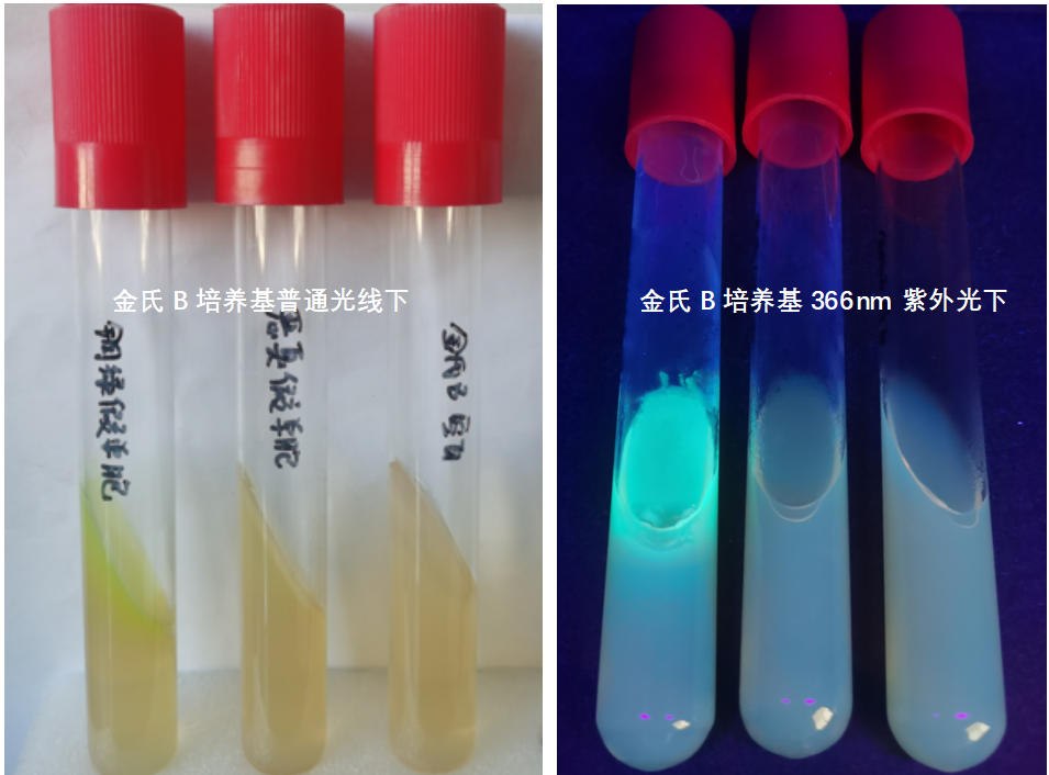 天然礦泉水檢測(cè)中的新角色--惡臭假單胞菌 天然礦泉水檢測(cè)中的新角色--惡臭假單胞菌