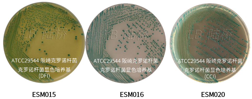 GB 4789.40-2024克羅諾桿菌檢驗標(biāo)準(zhǔn)變更解讀 GB 4789.40-2024克羅諾桿菌檢驗標(biāo)準(zhǔn)變更解讀
